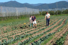 lavoro nei campi